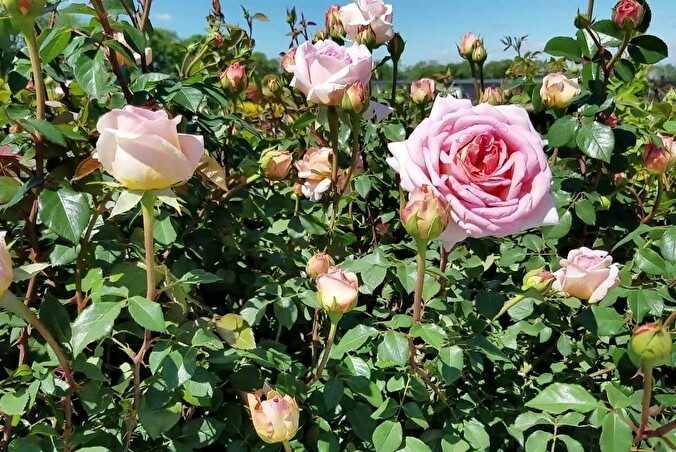 О розе абрахам дерби (abraham darby): описание сорта розы остина, выращивание