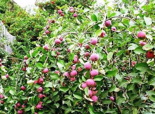 Особенности посадки карликовых яблонь