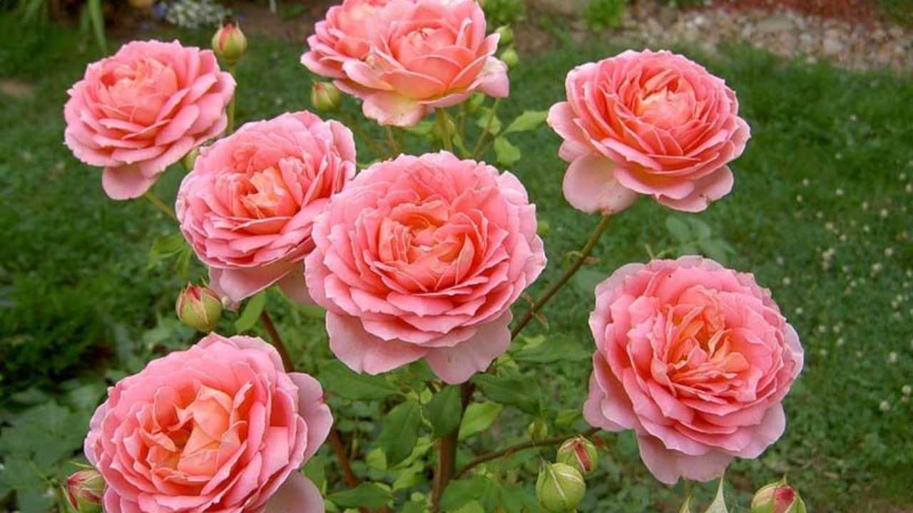 Роза Паризе Шарм привлекает цветоводов обильным цветением, насыщенными оттенками пышного, розового цветка и морозостойкостью При соблюдении правил ухода она