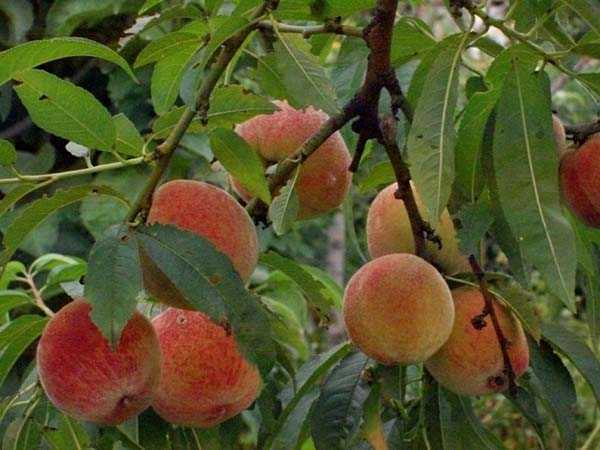 Как вырастить персик в домашних условиях из косточки, а также, будет ли он плодоносить