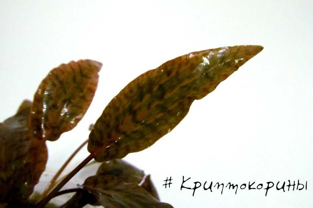 Аквариумное растение криптокорина вендта: подвиды, содержание, фото