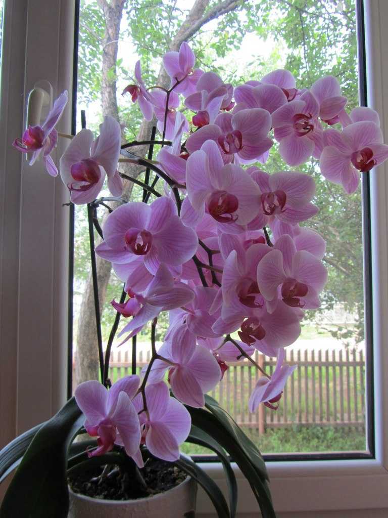Орхидея в природе — одно из прекрасных ее чудес