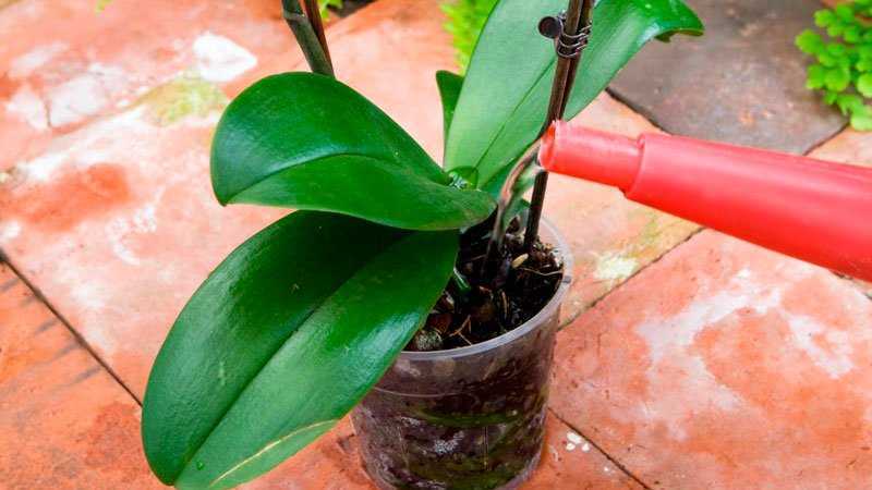 Как и чем подкармливать орхидею в домашних условиях: лучшие удобрения