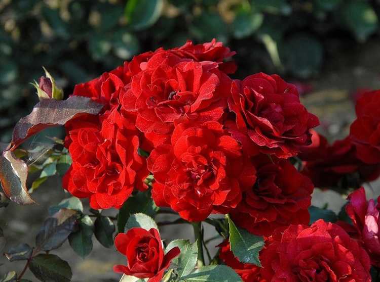 Кустовые розы: фото, посадка и уход за кустовыми розами