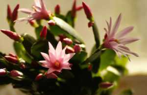 Декабрист цветок: уход в домашних условиях, приметы, размножение, сложности выращивания, виды с фото