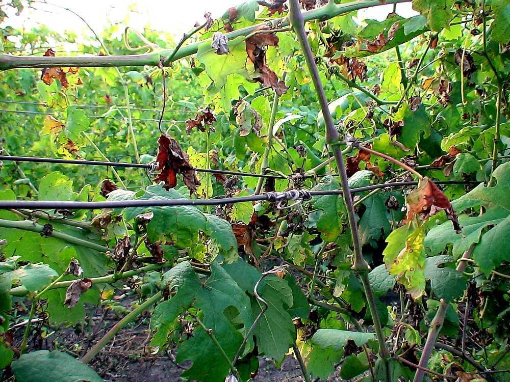 Оидиум на винограде и меры борьбы с мучнистой росой или пепелицей