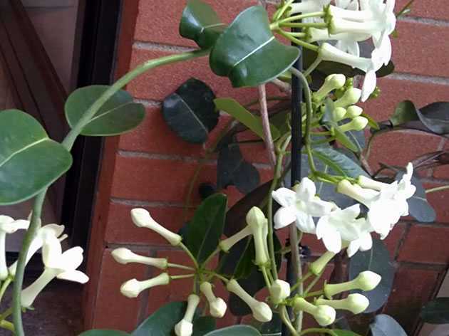 Как выглядит цветок стефанотис: описание, фото. выращивание стефанотиса в домашних условиях: посадка, уход, размножение. цветок стефанотис в домашних условиях: посадка и уход