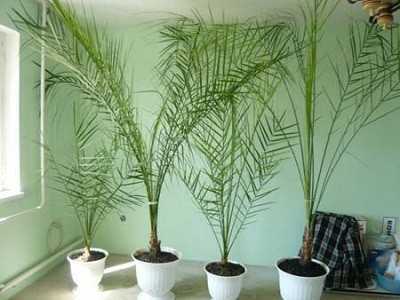 Вредители и болезни финиковой пальмы: не дайте засохнуть листьям! как омолодить растение?