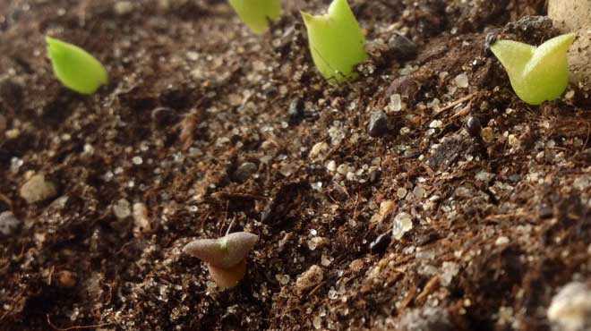 Правильное проведение пересадки кактуса: выбор грунта и варианты укоренения