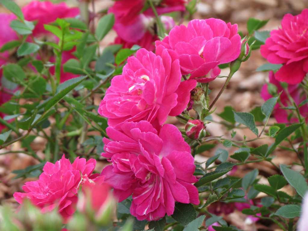 Почвопокровная роза «фейри»: описание видов «ред» и «данс», «уайт» и «айлес», «йеллоу» и «ловли», «пинк» и других. советы по посадке и уходу