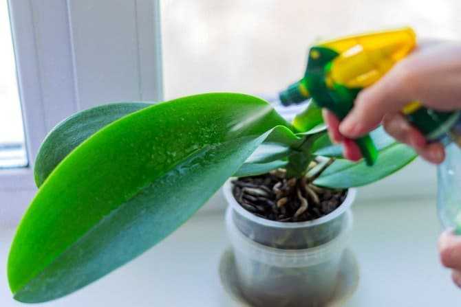 Чем подкормить орхидею – основные правила удобрения растений в домашних условиях, лучшие магазинные препараты и народные средства
