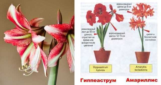 ᐉ амариллис великолепный - полезные свойства, описание - roza-zanoza.ru
