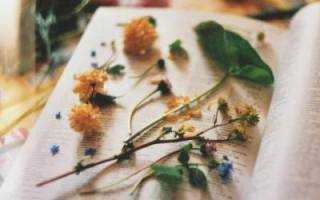 Цветок подсолнечник: характеристика и фото, где посадить и как вырастить, применение свойств культуры