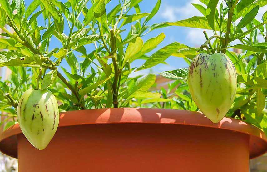 Что такое пепино и как его правильно выращивать в домашних условиях