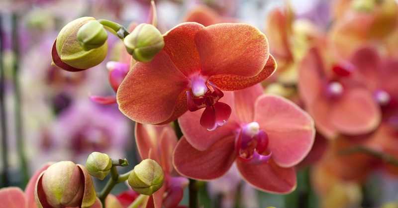 Как вырастить орхидею: советы по уходу, особенности полива и освещения, правила пересаживания, фото