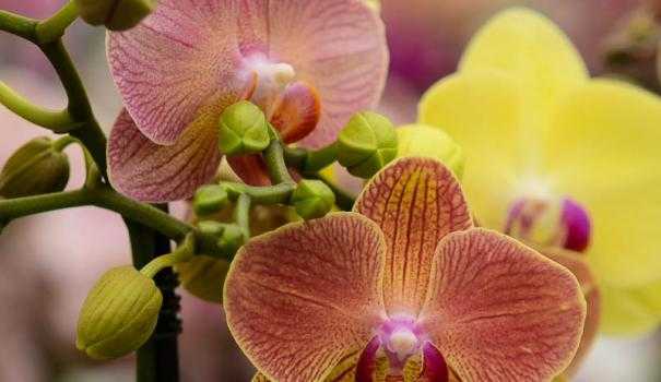 Как размножить орхидею в домашних условиях