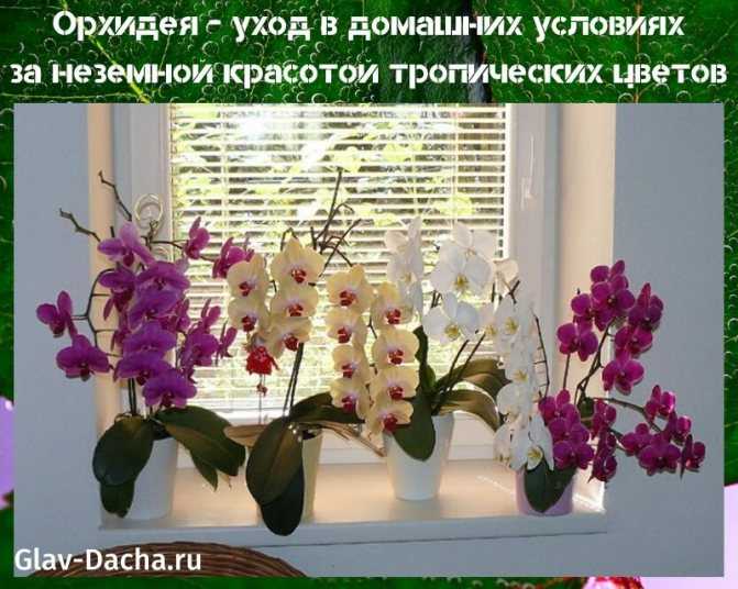 7 советов по основам ухода за орхидеями для новичка