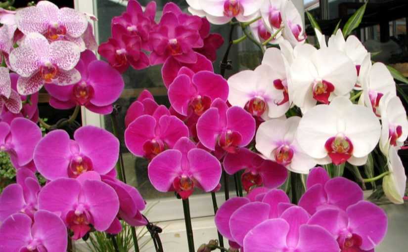 Орхидея лудизия: уход, болезни, размножение в домашних условиях. полезные советы для начинающих.
