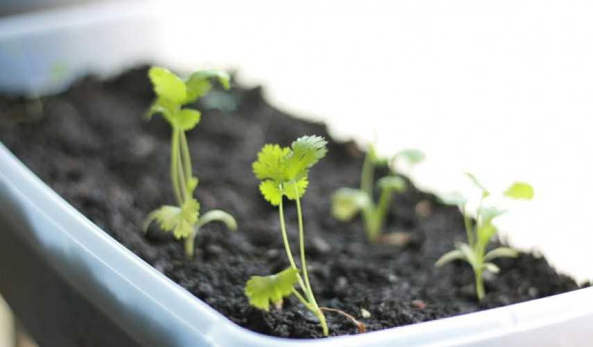 Агротехнические секреты выращивания кориандр (кинзы)