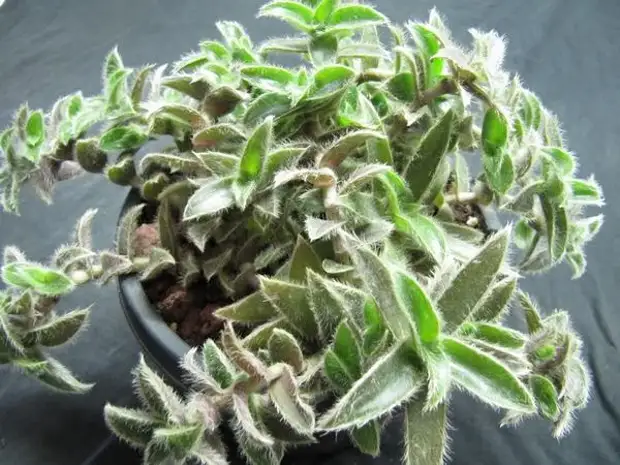 Варианты размножения и ухода за кактусами: полив и укоренение цветка