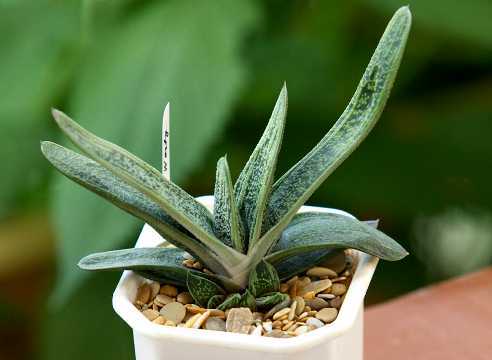 Гастерия пятнистая – популярное комнатное растение из большого семейства суккулентов