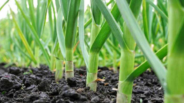 Правила посадки и выращивания урожая чеснока из семян