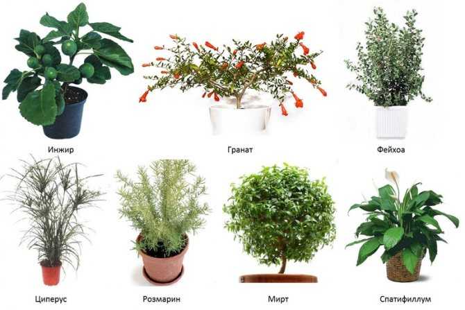 Горшечный кипарис (комнатный): как посадить, выращивать, сохнет и желтеет