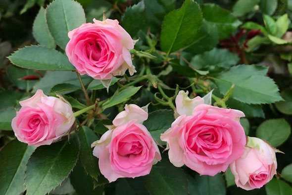 Чайно-гибридные розы: сорта, фото и описание, черная магия и другие названия