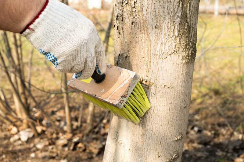 Как правильно белить деревья весной. рецепты побелочной смеси