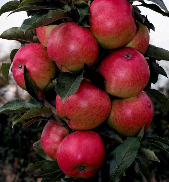 Колонновидные яблони от а до я: как выбрать, посадить и вырастить