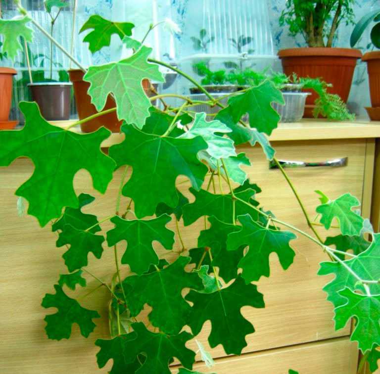 Березка - комнатное растение роициссус: уход и размножение. выращивание в домашних условиях