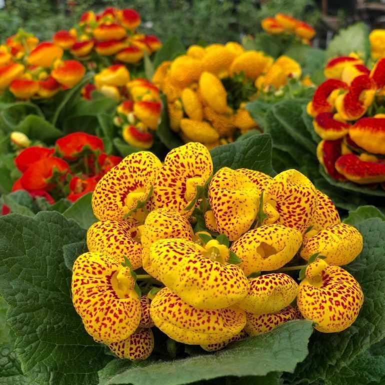 Кальцеолярия, или цветок-туфелька: особенности национального выращивания кальцеолярии | огородники