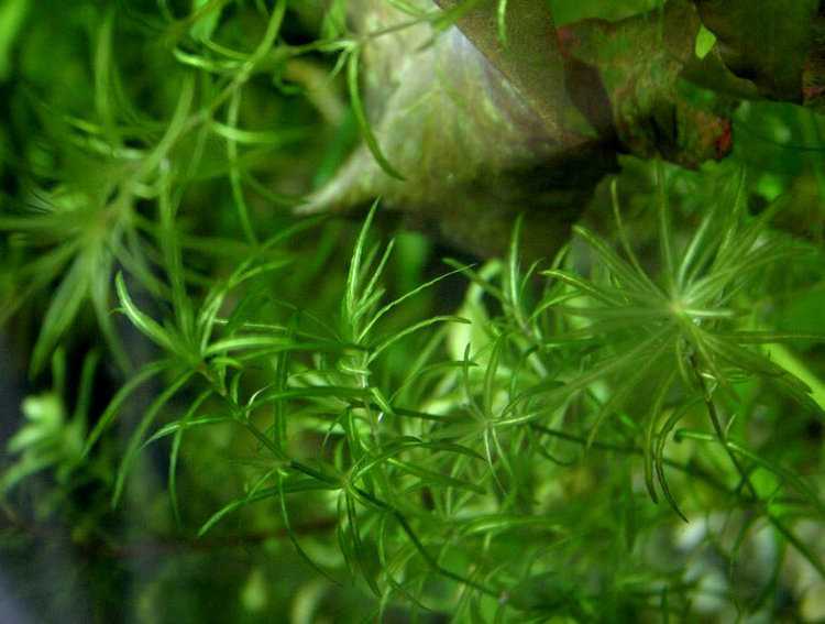Наяс (аквариумное растение): содержание и разведение, фото