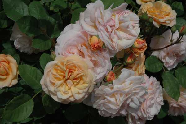 Роза пульман ориент экспресс фото и описание