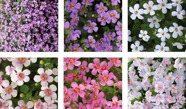 Бакопа - 74 фото удивительно роскошного цветка для сада и дома
