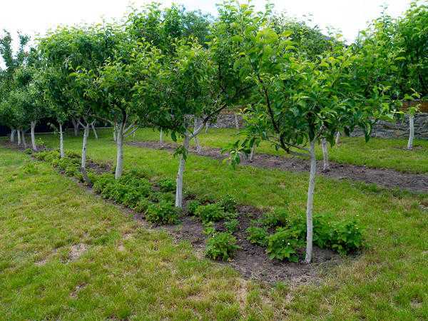 Что посадить в приствольном круге плодовых деревьев | zelenysad.ru