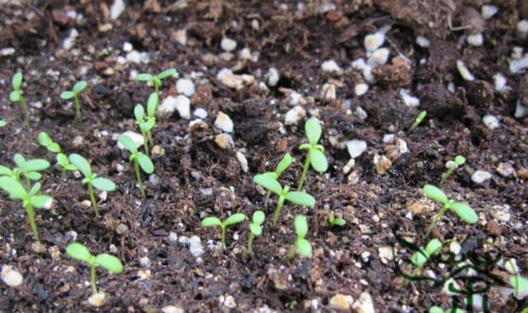 Брахикома: выращивание из семян, когда сажать