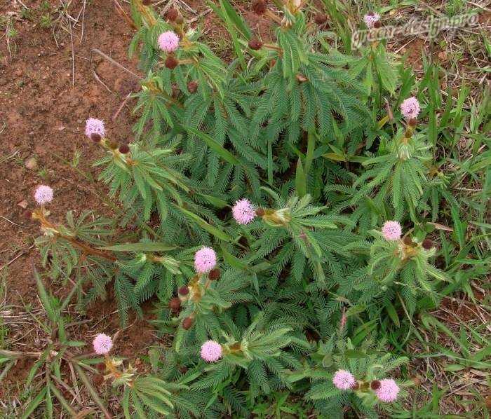 Выращивание мимозы хостилис или mimosa tenuiflora: почему это растение запрещено