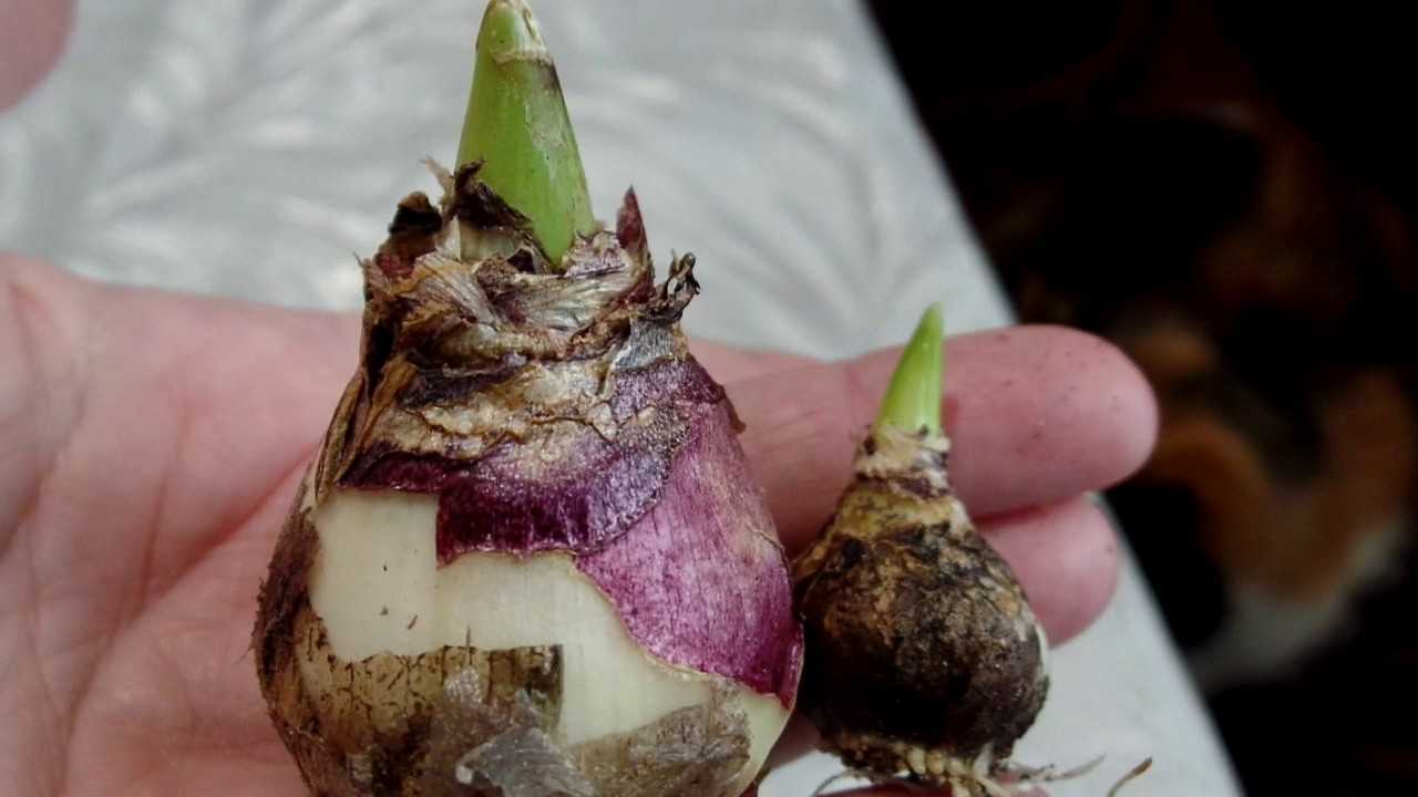Высадка луковицы гиацинта