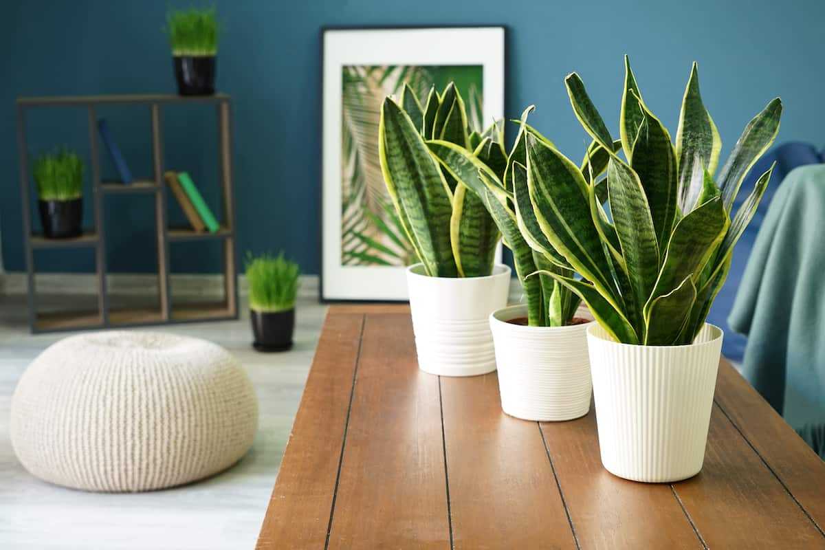 Как очистить воздух в квартире с помощью растений?