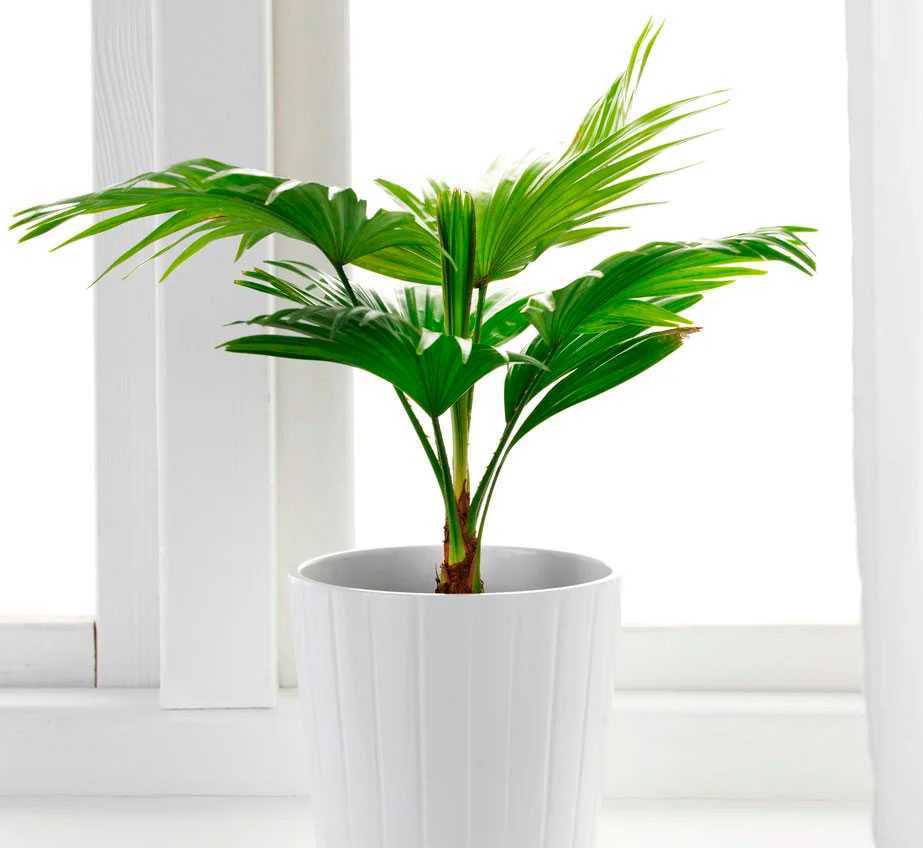 Уход за пальмой в домашних условиях: советы для начинающих цветоводов