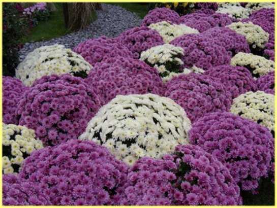 Хризантема цветок: как выглядит, какие бывают, сорта и виды хризантем