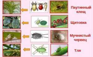 Эффективные средства от паутинного клеща: препараты для комнатных и сельскохозяйственных растений русский фермер