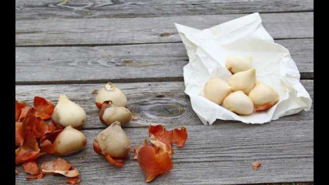 Как хранить луковицы тюльпанов в квартире до посадки: советы, видео