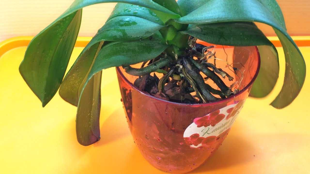 Такое тропическое растение, как орхидея уже давно стало превосходным украшением домов и квартир Также его широко используют в дизайне интерьеров офисов и торговых центров