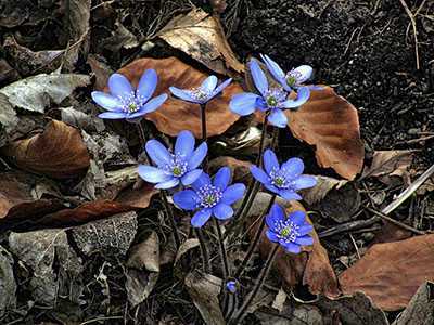Печеночница, или перелеска — один из самых оригинальных цветков