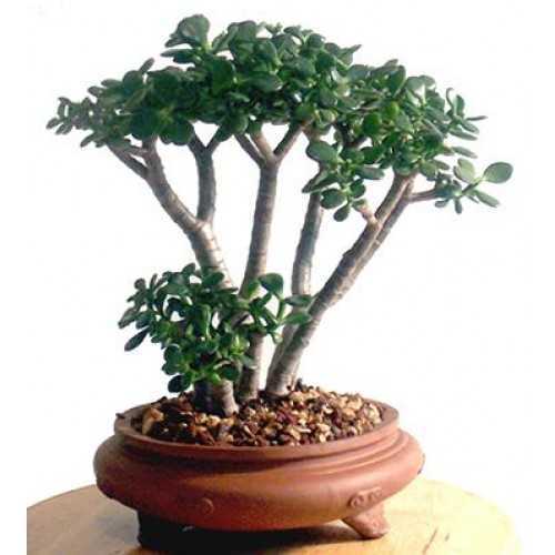 Бонсай представляет из себя обычное растение (дерево), выращенное в горшке или плошке Это могут быть как хвойные деревья (сосна, ель), так и лиственные (клен,