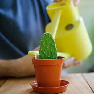 Болезни кактусов: фото, названия заболеваний, как лечить в домашних условиях комнатные кактусы