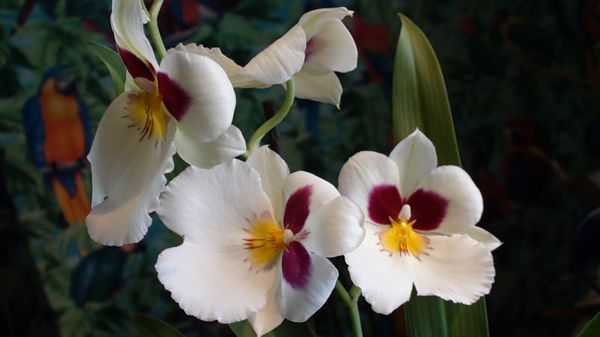 Орхидея мильтония: уход в домашних условиях, размножение, пересадка, почему желтеет