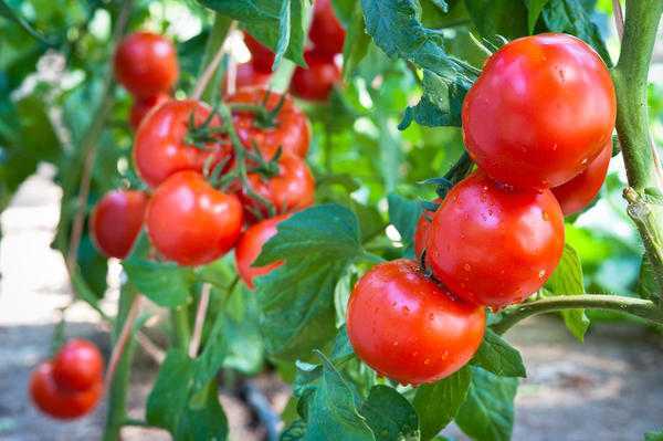 Как вырастить рассаду томатов в домашних условиях. об этом не знают огородники: новости, сад, огород, томат, помидоры, полив, рассада, урожай, сад и огород